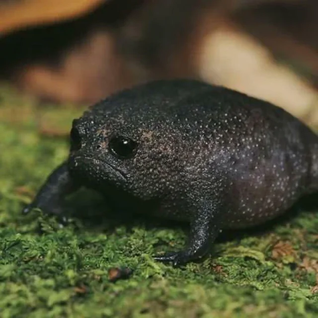 African Rain Frog